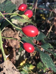 Rosa canina