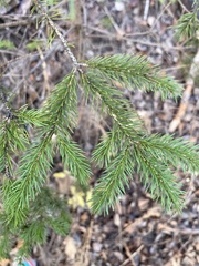 Picea