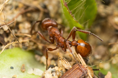 Manica