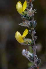 Aspalathus oblongifolia