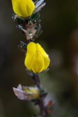 Aspalathus oblongifolia