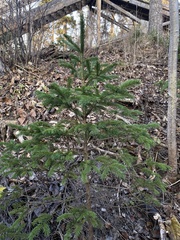 Picea