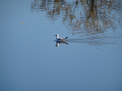 Larus delawarensis