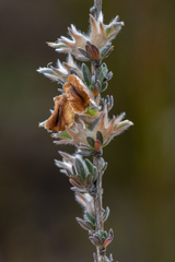 Aspalathus oblongifolia