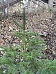 Picea