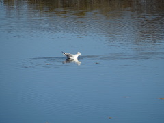 Larus delawarensis