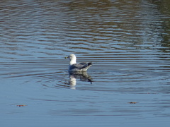 Larus delawarensis