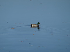 Anas platyrhynchos