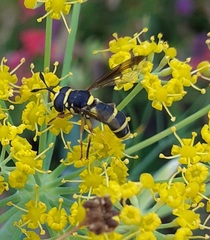 Ceriana vespiformis