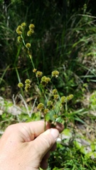 Juncus brachycarpus