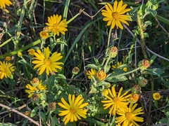 Heterotheca subaxillaris