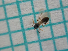 Amblyaspis