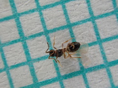 Amblyaspis