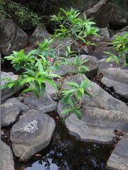 Syzygium nervosum