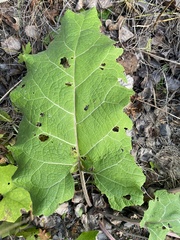 Arctium