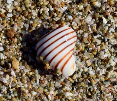 Opeatostoma pseudodon