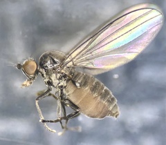 Melanderomyia