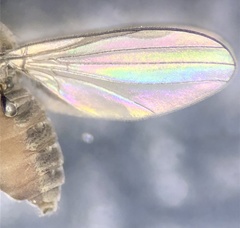 Melanderomyia