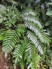 Gymnosphaera podophylla