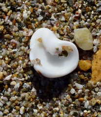 Opeatostoma pseudodon