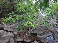 Syzygium nervosum