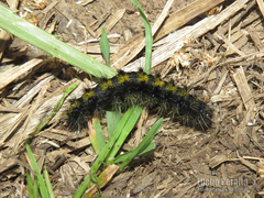 Dysschema centenaria