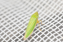 Draeculacephala angulifera