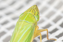 Draeculacephala angulifera