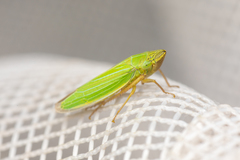 Draeculacephala angulifera