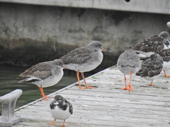 Tringa totanus