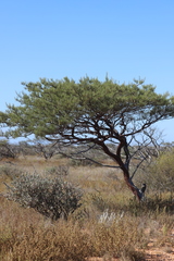 Acacia grasbyi