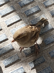 Passer domesticus