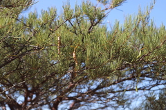 Acacia grasbyi