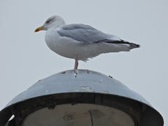 Larus argentatus