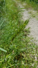 Elymus glabriflorus