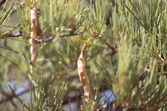 Acacia grasbyi