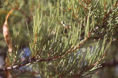 Acacia grasbyi