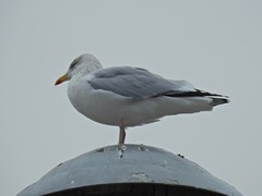 Larus argentatus