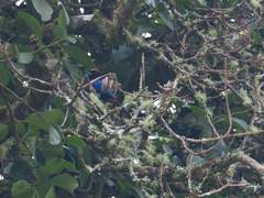 Iridosornis rufivertex