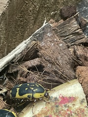 Pachnoda fissipunctum