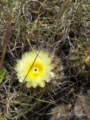 Parodia mammulosa