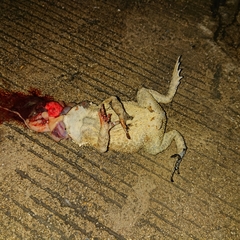 Duttaphrynus melanostictus