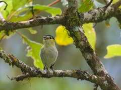 Pachyramphus versicolor