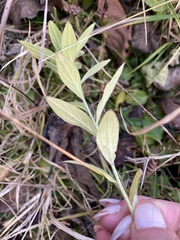 Lithospermum officinale