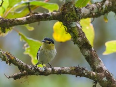 Pachyramphus versicolor