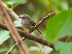 Olive-Chested Flycatcher photo 4