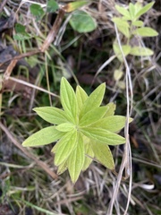 Lithospermum officinale