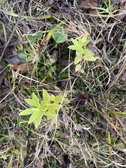 Lithospermum officinale