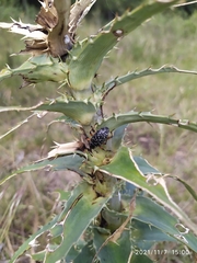 Heilipodus erythropus