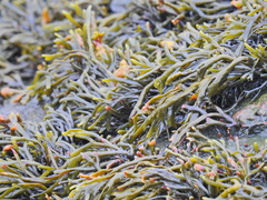 Pelvetia canaliculata